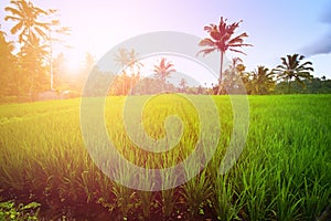 Lush paddy field of Bali early in the morning