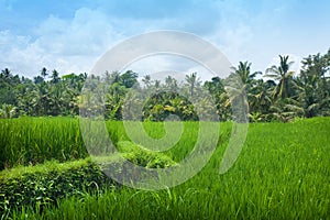 lush paddy field of Bali early in the morning with blues sky