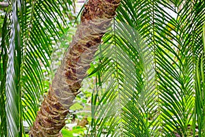 Lush palm tree