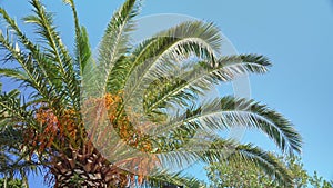 Lush palm tree crowned with orange fruits against a clear blue sky, basking in bright sunlight swinging leaves in the