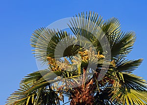 Lush palm tree with dates in the tropical country in summer
