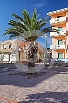 Lush palm tree on a sunny day at Bosa Marina, Sardinia, Italy