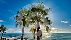 Lush palm trees and Mediterranean Sea. Benalmadena. Malaga, Spain