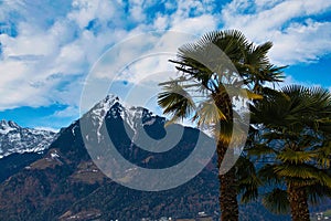 Lush palm trees and spectacular snow-capped mountain peaks in the backdrop in Scena, South Tyrol photo