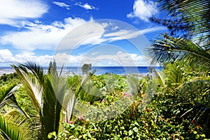 Lush palm trees on a tropical island