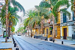 The lush palms on Avenida Micaela Aramburu de Mora, El Puerto, Spain