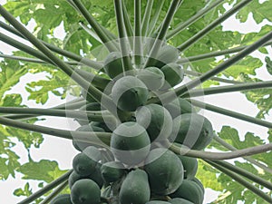 Lush Papayas on a Dense Tree