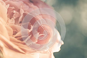 Lush pastel pink rose flower bud closeup. Side view, close up