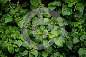 Lush Patchouli Plant After Rain