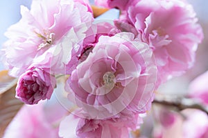 Lush Pink Cherry Blossoms in Full Bloom