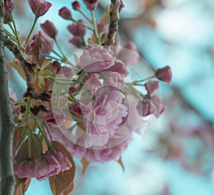 Lush Pink Cherry Blossoms in Full Bloom