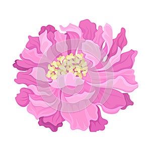 Lush pink flower. Vector illustration on a white background.