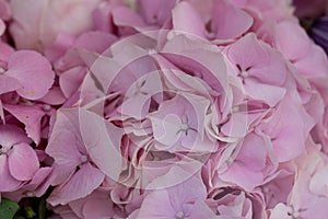 Lush Pink Hydrangea Bloom, Delicate Petals