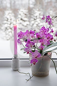 Lush pink orchids flowers in pots growing on window sill in winter indoors.