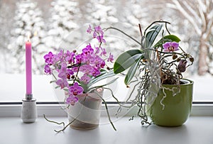 Lush pink orchids flowers in pots growing on window sill in winter indoors.