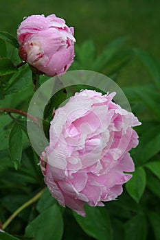 Lush pink peony blossoms after a spring rain