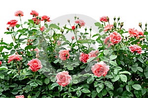 Lush Pink Rose Bush in Full Bloom. Vector illustration design
