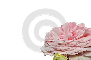 Lush pink rose isolated on white backgr