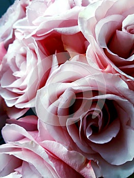 Lush pink roses with curly petals in a delicat bouquet