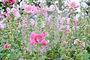 A Lush of Pink and White Hollyhocks