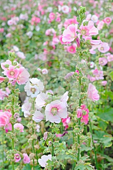 A Lush of Pink and White Hollyhocks
