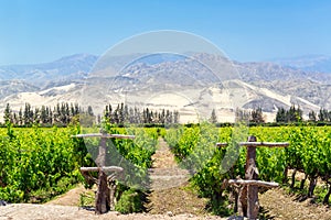 Lush Pisco Vineyard in Peru photo