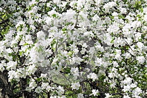 Lush plum blossom in the wild. white and pinkish fragile flowers in early stage of flowering densely cover the tree, with green