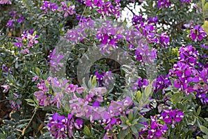 Lush Polygala Bush in Bloom Vibrant Purple Flowers