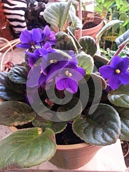 Lush purple African violets
