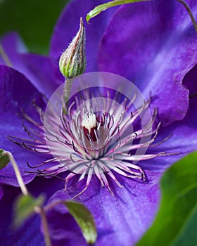 A lush purple Clematis blossom
