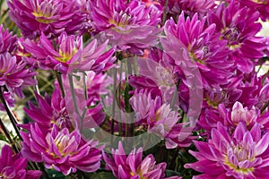 Lush purple flowers of dahlia close-up