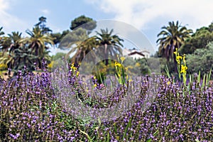 Lush purple sage flowers Salvia officinalis