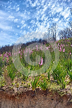 Lush purple vygie flowers and shrubs growing among the grass on Table Mountain in Cape Town, South Africa. Flora and