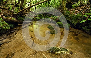 Lush Rain Forest Stream