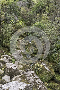 Lush rain forest vegetation on little creek at Bark bay estuary, near Kaiteriteri, Abel Tasman park,  New Zealand