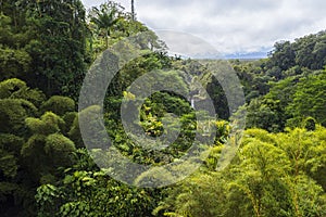 Lush rainforest of akaka falls state park