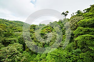 Lush rainforest canopy Monteverde Costa Rica