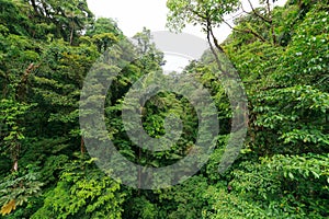 Lush rainforest canopy view