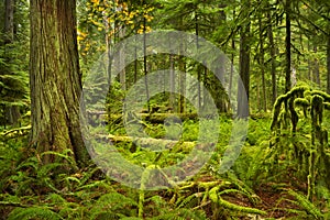 Lush rainforest in Cathedral Grove, Vancouver Island, Canada