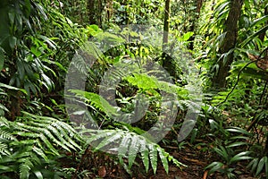 Lush rainforest in Guadeloupe