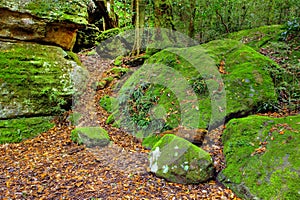 Lush Rainforest Path