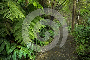 Lush rainforest in Volcanoes National Park Big Island Hawaii, USA