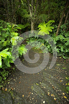 Lush rainforest in Volcanoes National Park Big Island Hawaii, USA