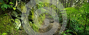 Lush rainforest in Volcanoes National Park Big Island Hawaii, USA