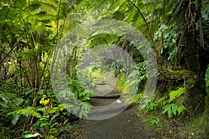 Lush rainforest in Volcanoes National Park Big Island Hawaii, USA