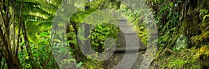 Lush rainforest in Volcanoes National Park Big Island Hawaii, USA