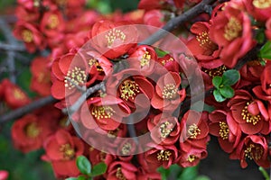 Lush Red flowers of Cydonia or Chaenomeles Japonica or Superba