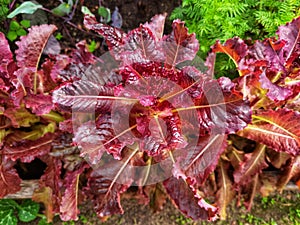 Lush red lettuce plant growing in the garden