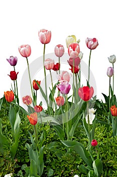 Lush Red Tulip Bed in Vibrant Spring Bloom