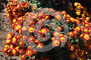 Lush red and yellow flowers of Chrysanthemum in October